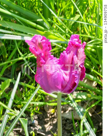 Dark purple Prince Parrot tulips bloom in a spring park Dark purple Prince Parrot tulips bloom in a spring park 134909758