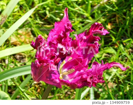 The dark purple Prince Parrot tulips bloom in a spring park The dark purple Prince Parrot tulips bloom in a spring park 134909759