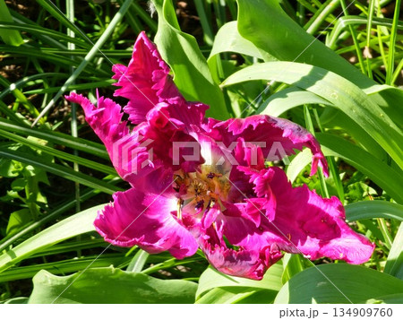 Dark purple Prince Parrot tulips bloom in spring park Dark purple Prince Parrot tulips bloom in spring park 134909760