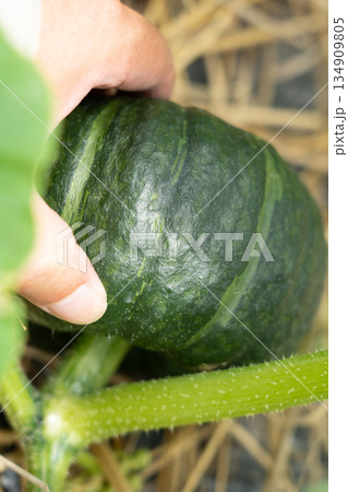家庭菜園で栽培中のカボチャをチェックする男性 (7月) 家庭菜園 家庭菜園で栽培中のカボチャをチェックする男性 (7月) 家庭菜園 134909805