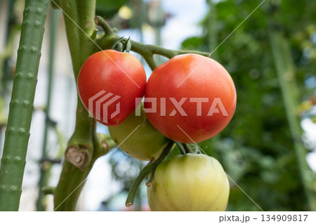 赤く完熟していくトマトの栽培　（7月）　家庭菜園 134909817