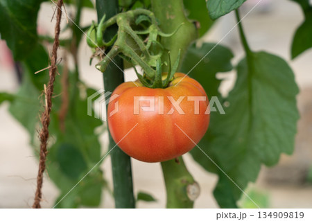 赤く完熟していくトマトの栽培　（7月）　家庭菜園 134909819