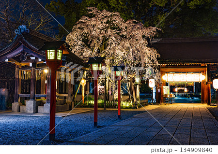京都　春のライトアップされた平野神社と桜 134909840