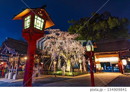 京都　春のライトアップされた平野神社と桜 134909841