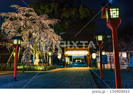 京都 春のライトアップされた平野神社と桜 京都 春のライトアップされた平野神社と桜 134909843