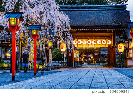 京都 春のライトアップされた平野神社と桜 京都 春のライトアップされた平野神社と桜 134909845