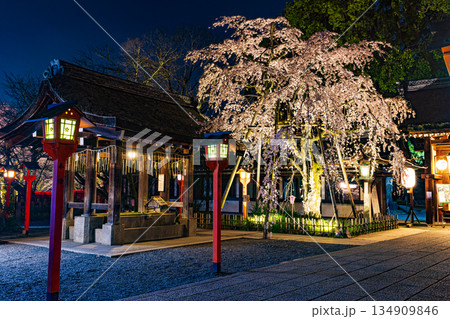 京都 春のライトアップされた平野神社と桜 京都 春のライトアップされた平野神社と桜 134909846
