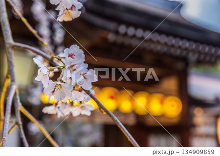 京都 春のライトアップされた平野神社と桜 京都 春のライトアップされた平野神社と桜 134909859