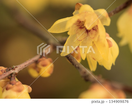 寒い12月に咲いたソシンロウバイの黄色い花 寒い12月に咲いたソシンロウバイの黄色い花 134909876