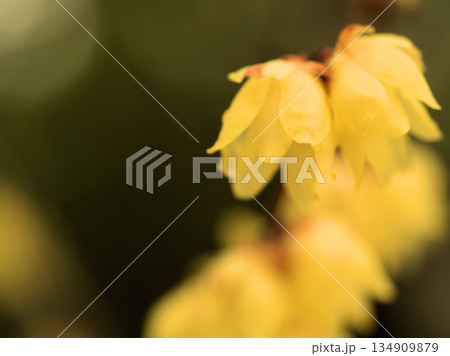 寒い12月に咲いたソシンロウバイの黄色い花 寒い12月に咲いたソシンロウバイの黄色い花 134909879