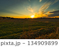 田んぼ 134909899