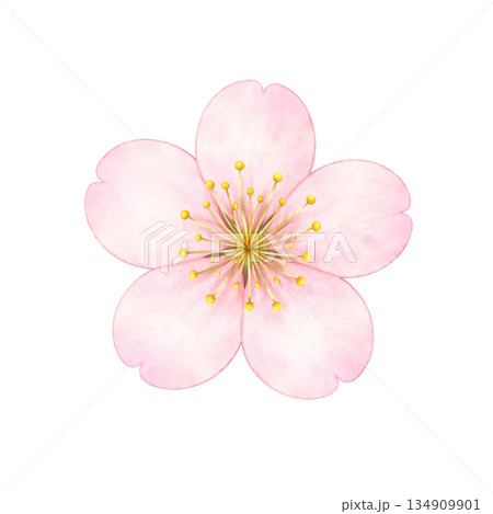 桜の花 一輪 水彩風のやさしい春イラスト素材 桜の花 一輪 水彩風のやさしい春イラスト素材 134909901