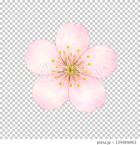 桜の花 一輪 水彩風のやさしい春イラスト素材 桜の花 一輪 水彩風のやさしい春イラスト素材 134909901