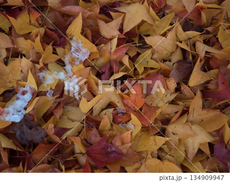 雪が降った12月のフウの落ち葉 雪が降った12月のフウの落ち葉 134909947