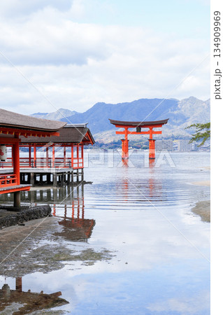 日本三景・世界遺産の島・宮島（広島県、2025年12月撮影） 134909969