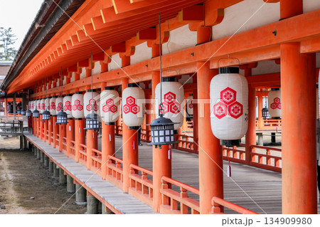 日本三景・世界遺産の島・宮島（広島県、2025年12月撮影） 134909980