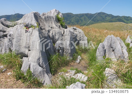 秋吉台　地獄台の石灰岩 134910075