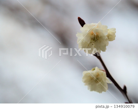 曇り空の12月に咲いたサクラ「子福桜(コブクザクラ)」 曇り空の12月に咲いたサクラ「子福桜(コブクザクラ)」 134910079