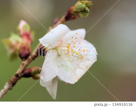 曇天の12月に咲いた美しい桜「冬桜(フユザクラ)」 曇天の12月に咲いた美しい桜「冬桜(フユザクラ)」 134910116