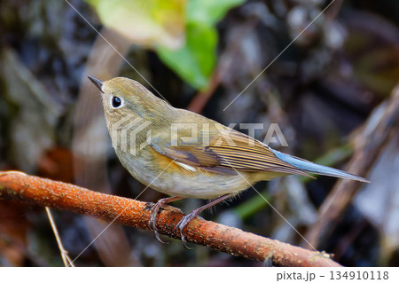 枝に留まるルリビタキ雄の第一回冬羽 134910118