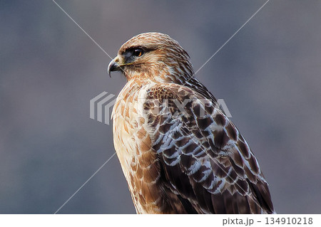 ノスリ、クローズアップ ノスリ、クローズアップ 134910218