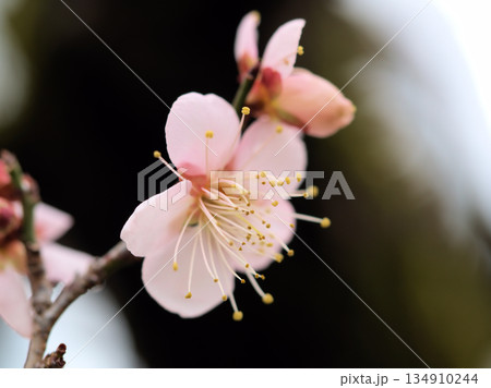 曇天の12月に咲いた梅の花「紅冬至(コウトウジ)」 曇天の12月に咲いた梅の花「紅冬至(コウトウジ)」 134910244