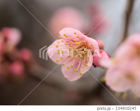 曇天の12月に咲いた梅の花「紅冬至（コウトウジ）」 134910245