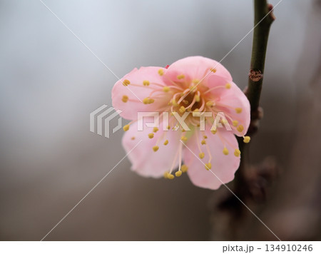 曇天の12月に咲いた梅の花「紅冬至(コウトウジ)」 曇天の12月に咲いた梅の花「紅冬至(コウトウジ)」 134910246