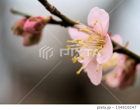 曇天の12月に咲いた梅の花「紅冬至(コウトウジ)」 曇天の12月に咲いた梅の花「紅冬至(コウトウジ)」 134910247