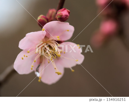 曇天の12月に咲いた梅の花「紅冬至(コウトウジ)」 曇天の12月に咲いた梅の花「紅冬至(コウトウジ)」 134910251