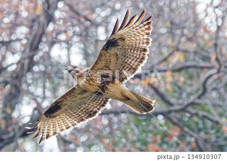 翼を広げて飛ぶノスリ 134910307