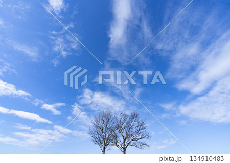 冬空と雲と木立 134910483