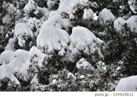 新雪 新雪 134910612