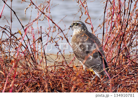 冬枯れの藪の中にいるハイタカ 134910781