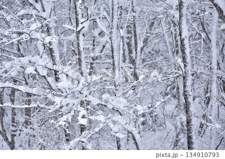 林の雪 林の雪 134910793