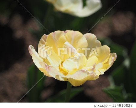 八重咲きのチューリップ　クリームアップスター	 134910828
