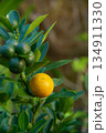 Ripening Calamondin on Tree 134911330