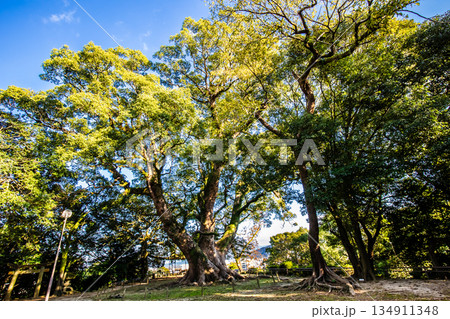 諫早公園の大楠 【長崎県諫早市】 諫早公園の大楠 【長崎県諫早市】 134911348