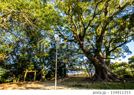 諫早公園の大楠　【長崎県諫早市】 134911353