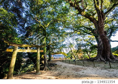 諫早公園の大楠　【長崎県諫早市】 134911354