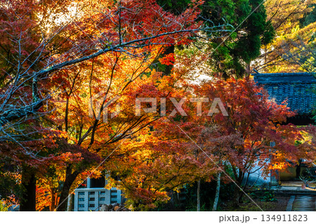 天祐寺の紅葉【長崎県諫早市】 天祐寺の紅葉【長崎県諫早市】 134911823