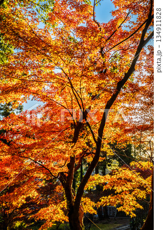 天祐寺の紅葉【長崎県諫早市】 134911828