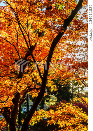天祐寺の紅葉【長崎県諫早市】 天祐寺の紅葉【長崎県諫早市】 134911829
