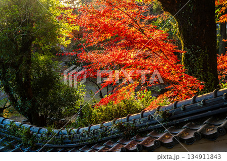 天祐寺の紅葉【長崎県諫早市】 天祐寺の紅葉【長崎県諫早市】 134911843