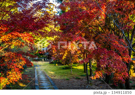天祐寺の紅葉【長崎県諫早市】 天祐寺の紅葉【長崎県諫早市】 134911850