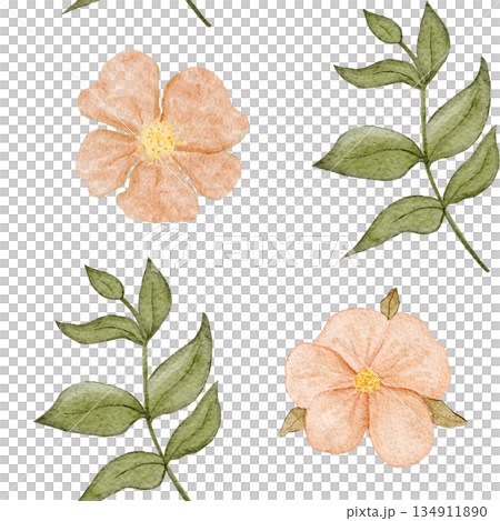 Flower, green leafy branch seamless watercolor pattern on white. Botanical clip art for wedding stationery, invitations, branding, packaging, prints, floral designs, feminine projects. Peach color Flower, green leafy branch seamless watercolor pattern on white. Botanical clip art for wedding stationery, invitations, branding, packaging, prints, floral designs, feminine projects. Peach color 134911890