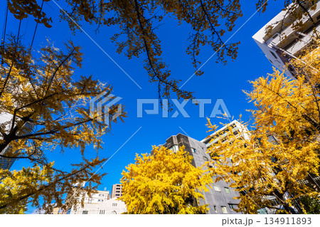 長崎市民会館横のイチョウ並木の紅葉　【長崎市】 134911893