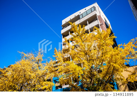 長崎市民会館横のイチョウ並木の紅葉　【長崎市】 134911895