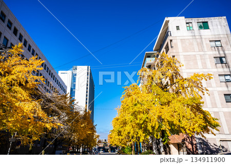 長崎市民会館横のイチョウ並木の紅葉　【長崎市】 134911900