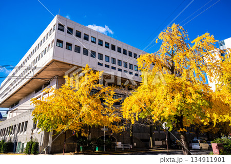 長崎市民会館横のイチョウ並木の紅葉 【長崎市】 長崎市民会館横のイチョウ並木の紅葉 【長崎市】 134911901